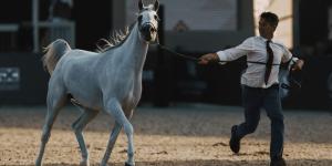 جولات الجياد العربية: جولة الرياض علامة فارقة في عالم عروض الخيل العربية الأصيلة - مصدرك الرياضي