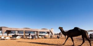 مهرجان الإبل.. 160 فردية المجاهيم والحمر، والشقح تتنافس في شوط نخبة النخبة - مصدرك الرياضي