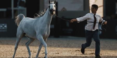 جولات الجياد العربية: جولة الرياض علامة فارقة في عالم عروض الخيل العربية الأصيلة - مصدرك الرياضي