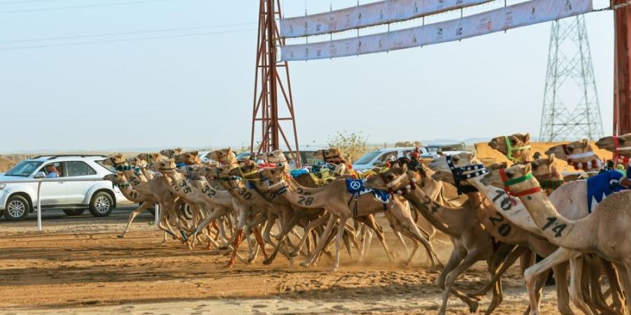 كؤوس الاتحاد السعودي للهجن الأولى سعودية - مصدرك الرياضي