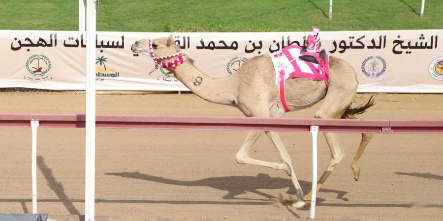 مهرجان حاكم الشارقة للهجن ينطلق 3 نوفمبر - مصدرك الرياضي