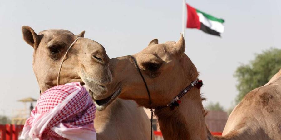 مهرجان الظفرة بدورته الـ 18 ينطلق اليوم في سويحان - مصدرك الرياضي