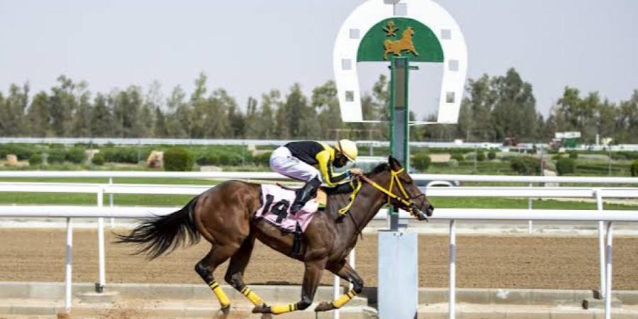 انطلاق أولى السباقات الكبرى للخيل على كأسي ولي العهد - مصدرك الرياضي