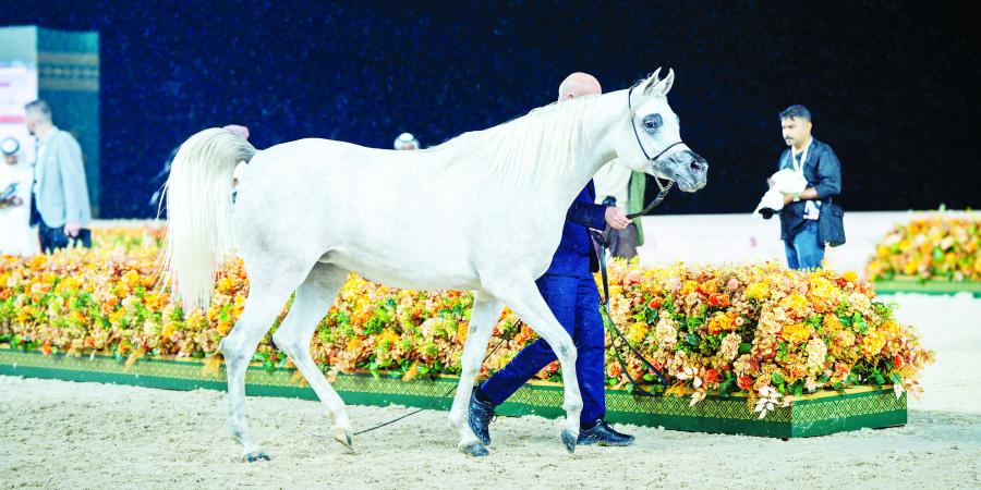 تدشين مميز لبطولة عجمان لجمال الخيل العربية - مصدرك الرياضي