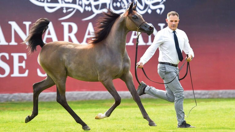 بطولة عجمان لجمال الخيل العربية تنطلق اليوم