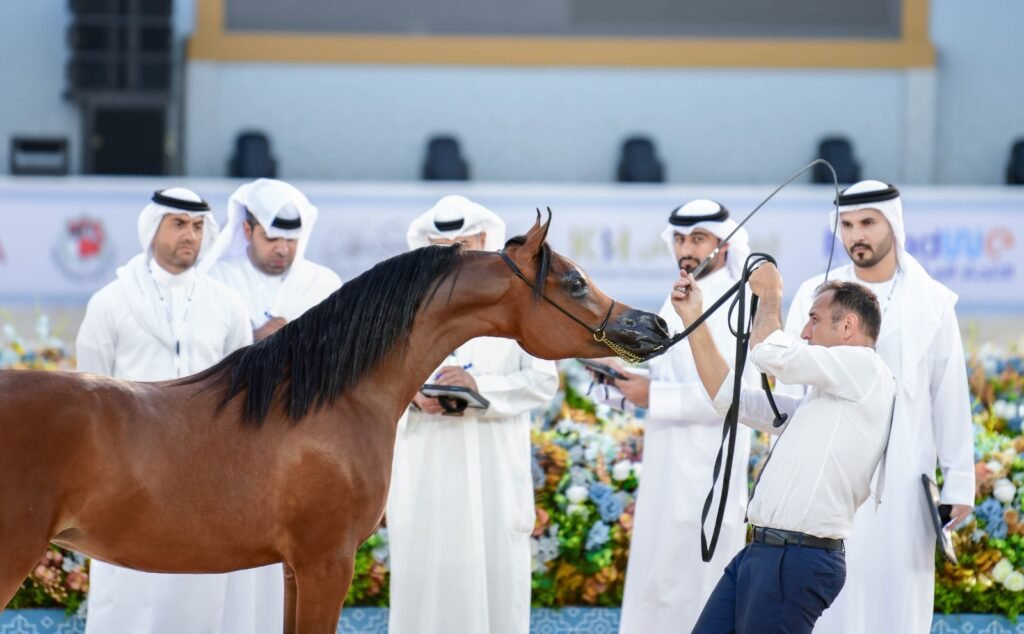 10 حكّام خليجيين لتقييم الخيول العربية الأصيلة في بطولة عجمان الدولية