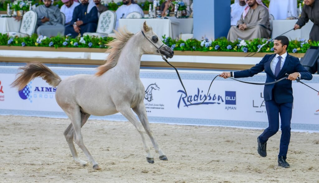 نخبة الأفراس والأمهار تتألق في اليوم الثاني لبطولة عجمان لجمال الخيل العربية