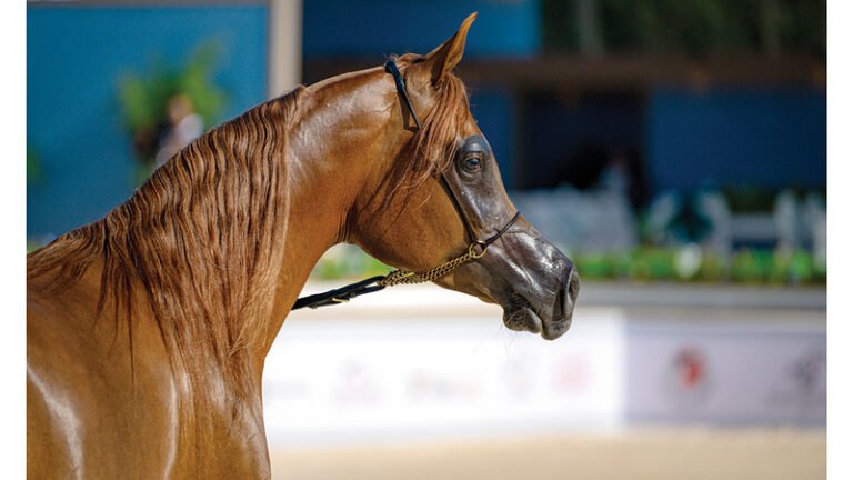 نخبة الأفراس والأمهار تبهر الأنظار في بطولة عجمان لجمال الخيل